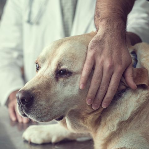 Was ist die richtige Ernährung für alte Hunde?