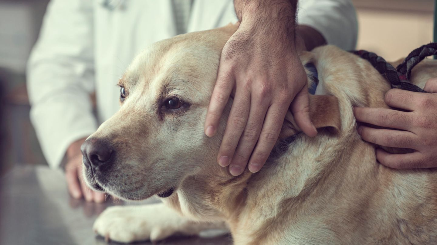 Was ist die richtige Ernährung für alte Hunde?
