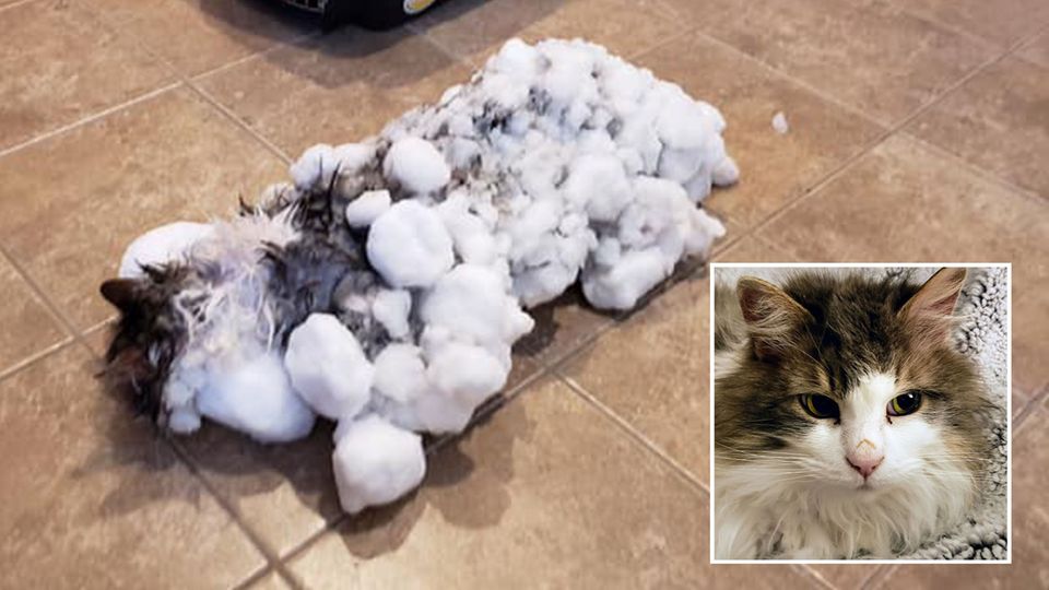 Leblos im Schnee: Katze Fluffy wurde nahezu leblos, mit vereistem Fell im Schnee gefunden und gerettet. Katze Fluffy wurde nahezu leblos, mit vereistem Fell im Schnee gefunden und gerettet.