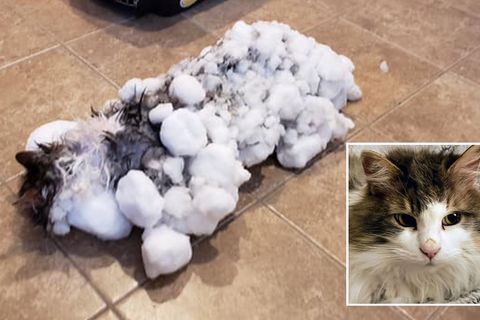 Katze Fluffy wurde nahezu leblos, mit vereistem Fell im Schnee gefunden und gerettet.