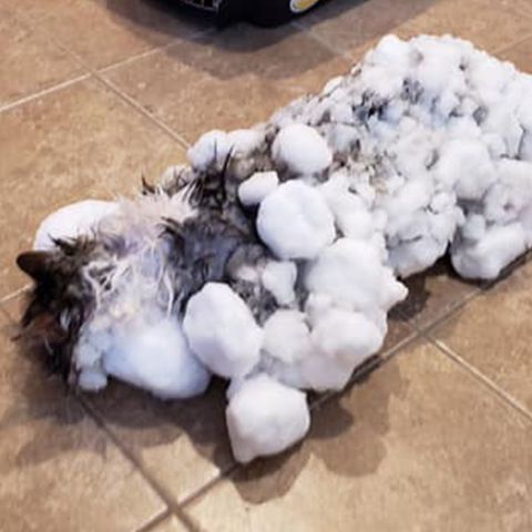 Katze Fluffy wurde nahezu leblos, mit vereistem Fell im Schnee gefunden und gerettet.