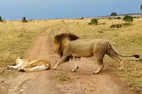Südafrika: Löwin in Nationalpark wird unsanft geweckt und rächt sich sofort