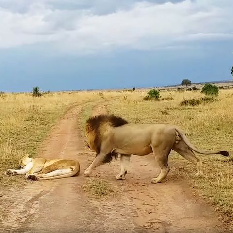 Südafrika: Löwin in Nationalpark wird unsanft geweckt und rächt sich sofort