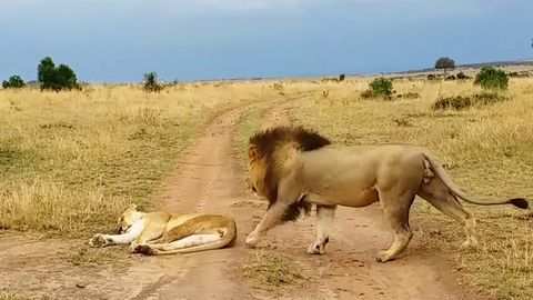 Südafrika: Löwin in Nationalpark wird unsanft geweckt und rächt sich sofort