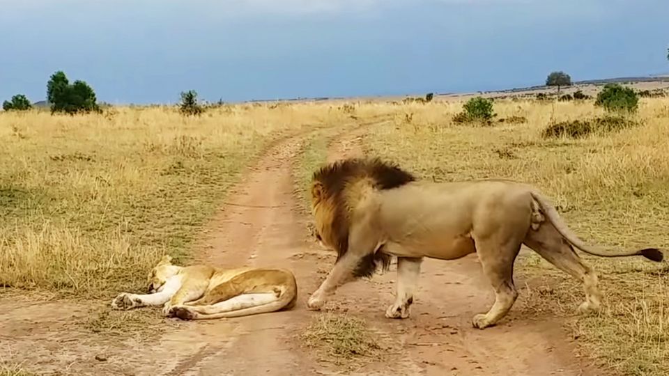 Südafrika: Löwin in Nationalpark wird unsanft geweckt und rächt sich sofort Südafrika: Löwin in Nationalpark wird unsanft geweckt und rächt sich sofort