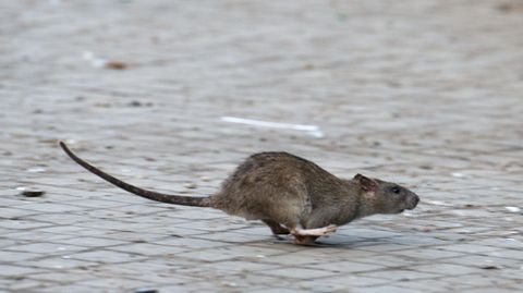 Eine Ratte flitzt über ein Straßenpflaster