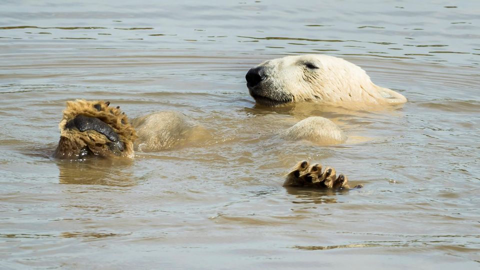 Ein Eisbär in einem Tierpark badet und hält die Tatzen aus dem Wasser