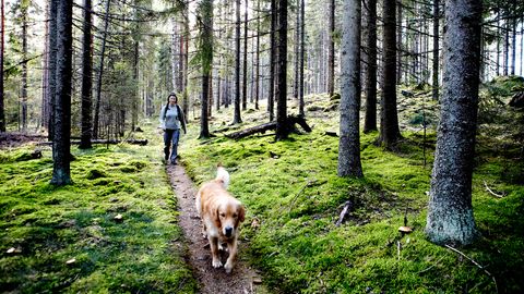 Diese zwölf Regeln von Hunde-Profi Martin Rütter sollten Sie beachten, wenn Sie ihren Hund ohne Leine laufen lassen