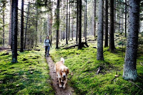 Diese zwölf Regeln von Hunde-Profi Martin Rütter sollten Sie beachten, wenn Sie ihren Hund ohne Leine laufen lassen