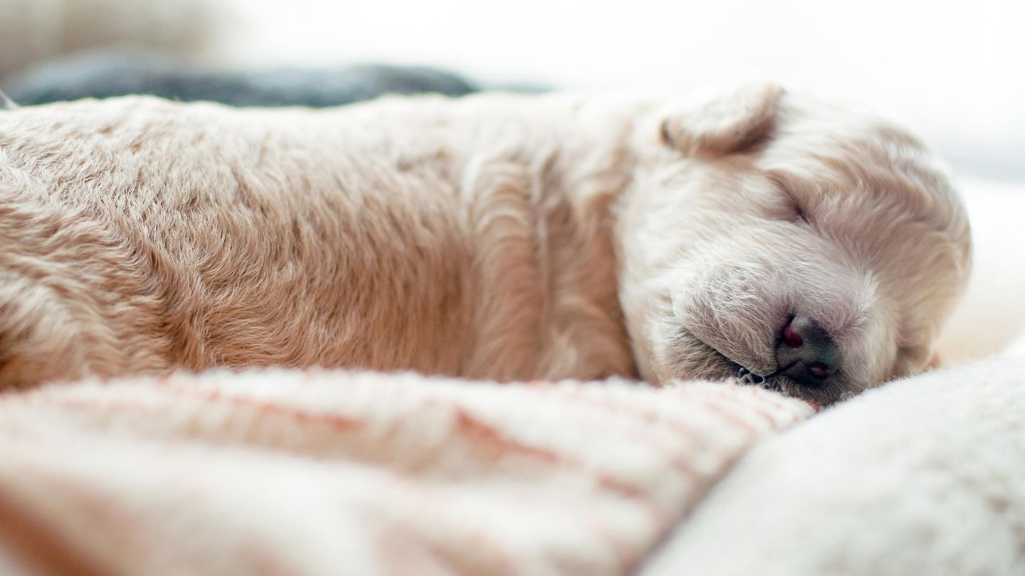 Welpen: Kleine Wesen mit großer Wirkung