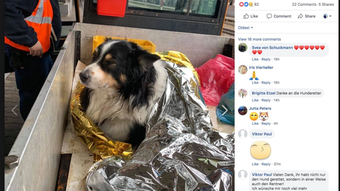 Geschwächter Hund in Wärmedecke eingewickelt
