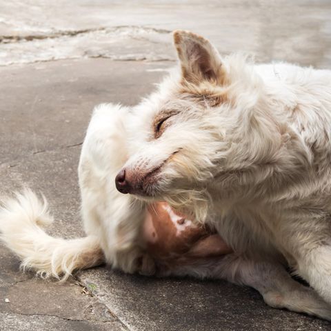 Diagnosehilfe: Hautkrankheiten bei Hunden