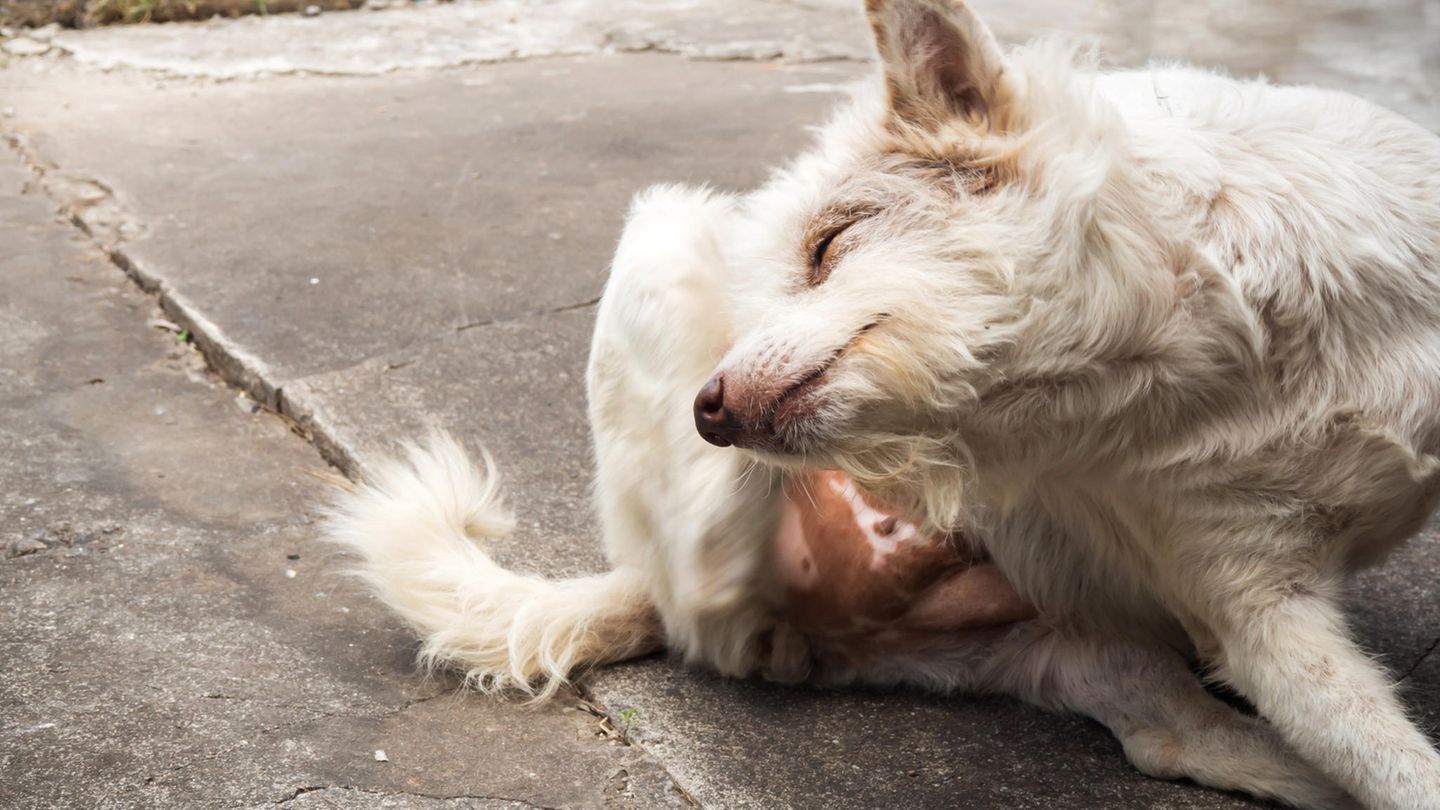 Diagnosehilfe: Hautkrankheiten bei Hunden