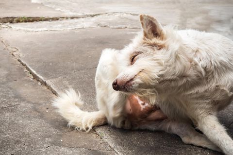Diagnosehilfe: Hautkrankheiten bei Hunden