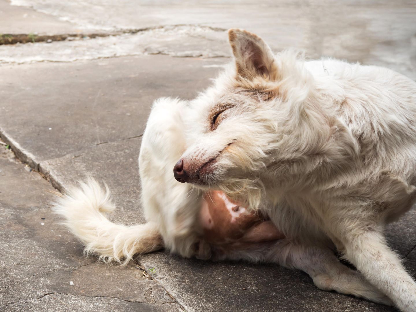 kredsløb Viva maling Wie man Hautkrankheiten bei Hunden erkennt und behandelt | STERN.de