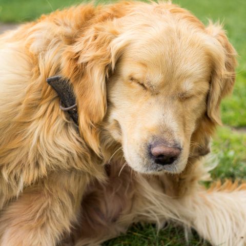 Allergien bei Hunden