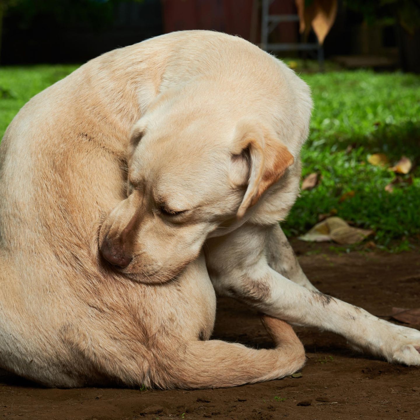 Allergien bei Hunden: Das sind die hufigsten Unvertrglichkeiten | STERN.de