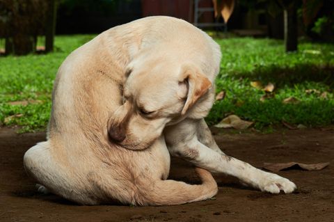 Die häufigsten Allergien bei Hunden