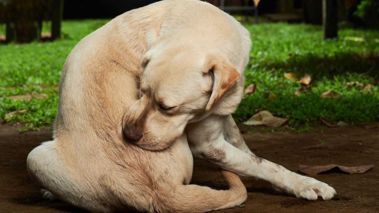 Die häufigsten Allergien bei Hunden
