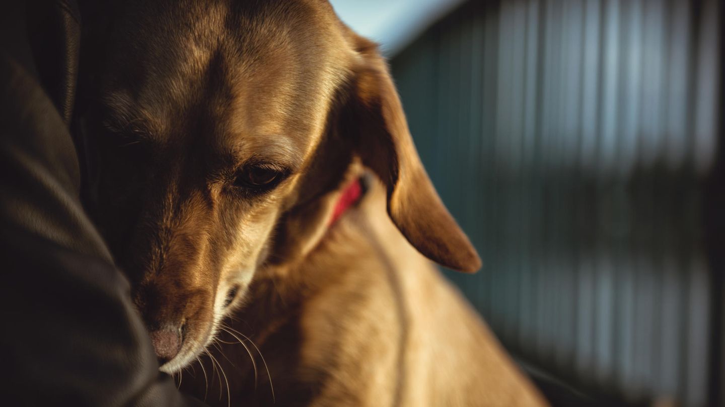 Hund herpes bilder beim Ist Gürtelrose