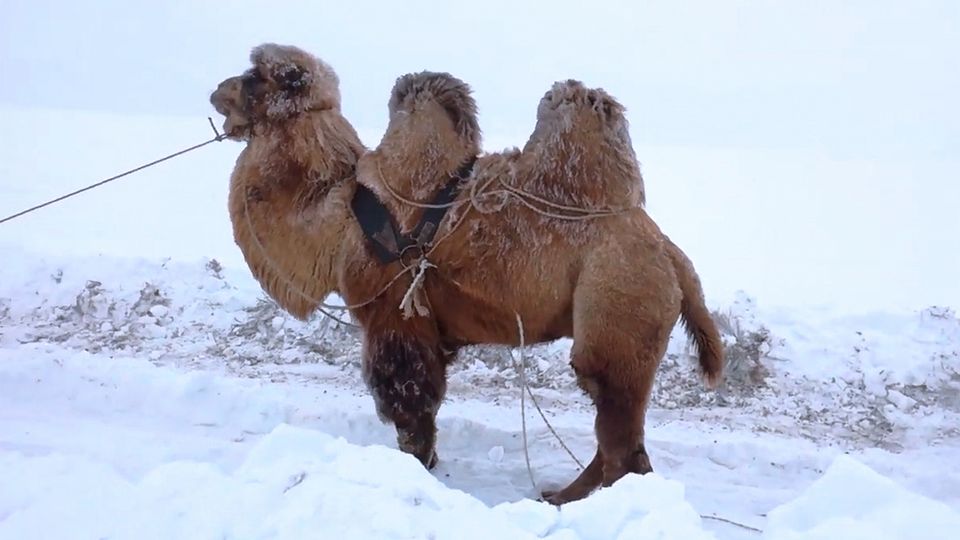 Kamel im Schnee