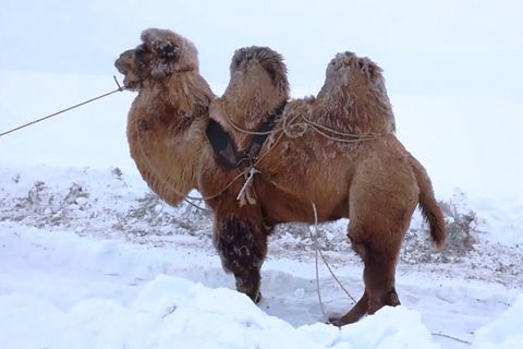 Kamel im Schnee