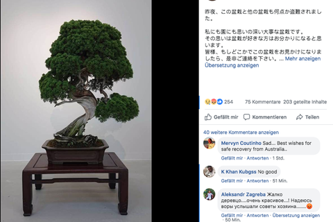Abbildung eines Bonsai-Baums in einem Facebook-Posting