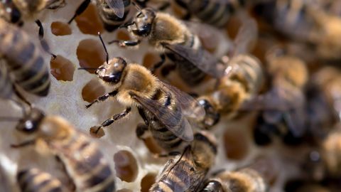 Bienen sitzen auf einer wächsernen Wabe