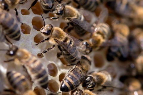 Bienen sitzen auf einer wächsernen Wabe