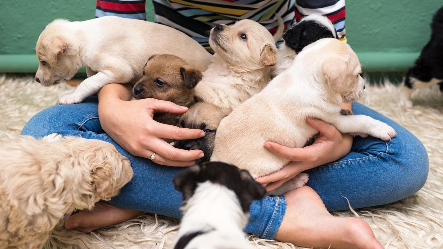 Hundezucht: Was kommt auf mich zu, wenn ich selbst züchten möchte?