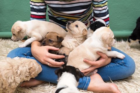 Hundezucht: Was kommt auf mich zu, wenn ich selbst züchten möchte?