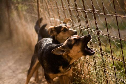 Hilfe für aggressive Hunde