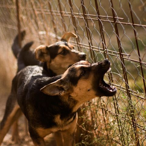 Hilfe für aggressive Hunde