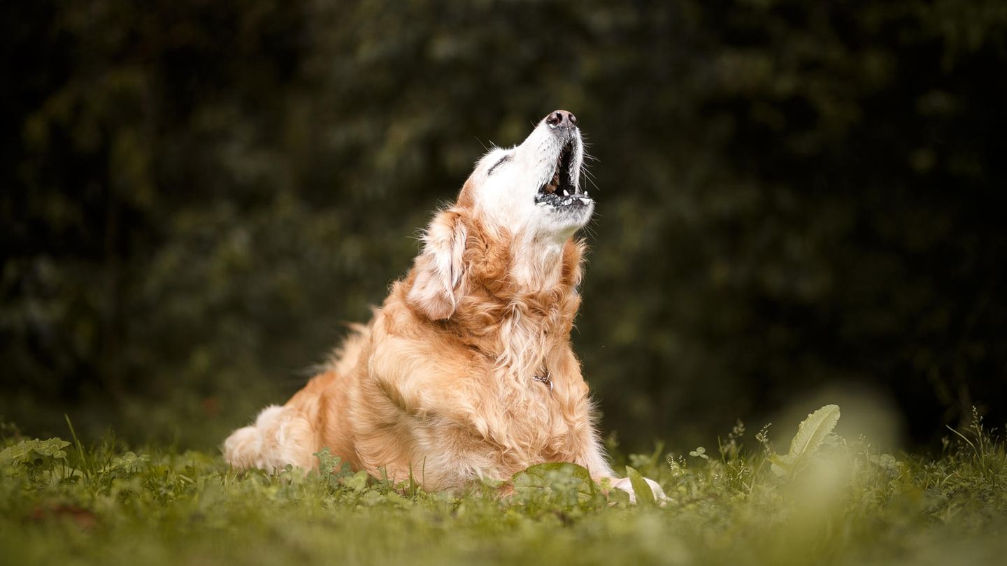 Wie man häufiges Bellen bei Hunden in den Griff bekommt
