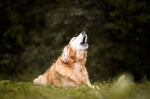 Wie man häufiges Bellen bei Hunden in den Griff bekommt