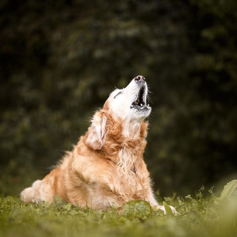 Wie man häufiges Bellen bei Hunden in den Griff bekommt