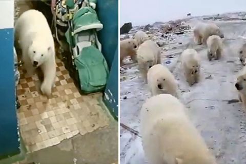 Auf der sibirischen Insel Nowaja Semlja fallen Eisbären auf der Suche nach Futter in die Siedlungen ein.