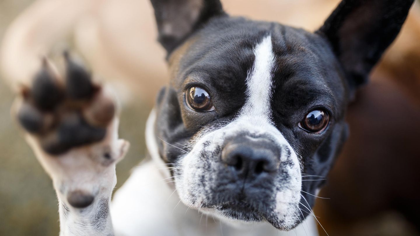 Nervöse Vierbeiner: Wie bekomme ich meinen Hund zur Ruhe?