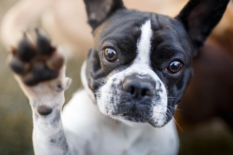 Nervöse Vierbeiner: Wie bekomme ich meinen Hund zur Ruhe?