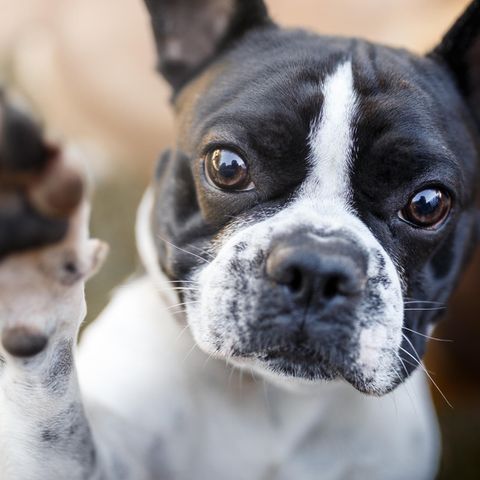 Nervöse Vierbeiner: Wie bekomme ich meinen Hund zur Ruhe?