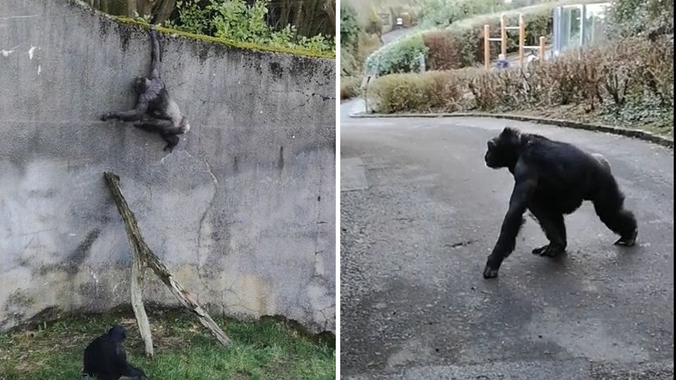 Den Schimpansen im Belfaster Zoo gelingt eine gut geplante Flucht aus ihrem Gehege.