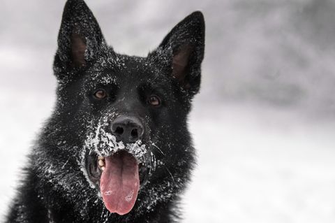 Hecheln ja, bellen nein! Zumindest zu laut sollten Hunde in dem kleinen Ort Feuquières nicht kläffen. Sonst müssen ihre Besitzer eine Strafe zahlen.