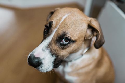 Hund guckt nach oben