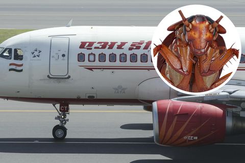 Ein Airbus A319 von Air India: In einem Flugzeug dieser Art ereignete sich der Zwischenfall mit der Kakerlake im Essen.