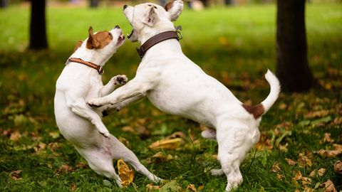 Wer haftet, wenn Hunde sich im Streit verletzen?
