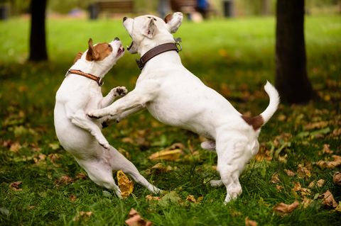 Wer haftet, wenn Hunde sich im Streit verletzen?