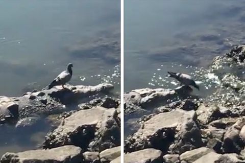 Taube spaziert auf Krokodil