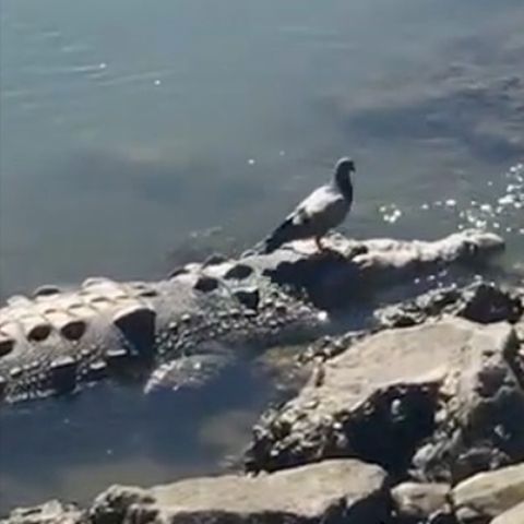 Taube spaziert auf Krokodil