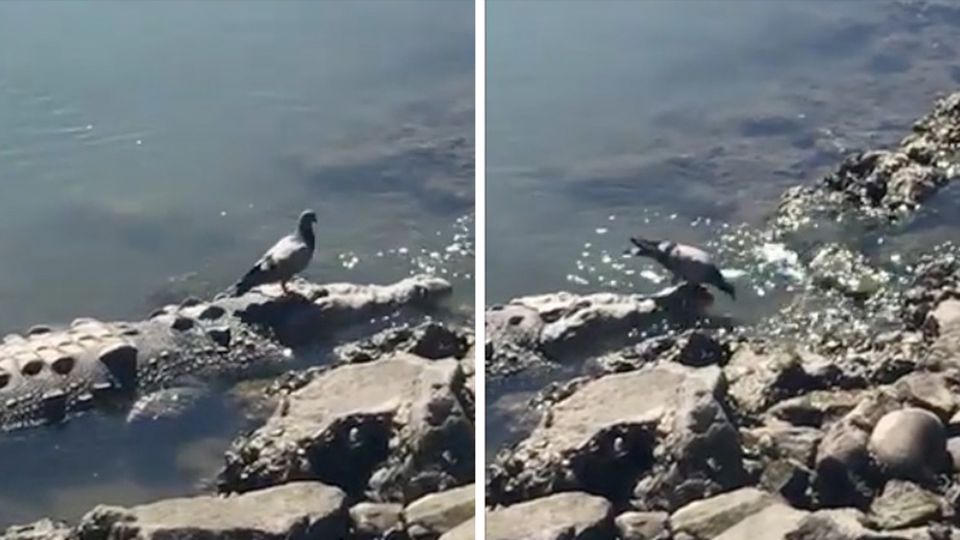 Taube spaziert auf Krokodil