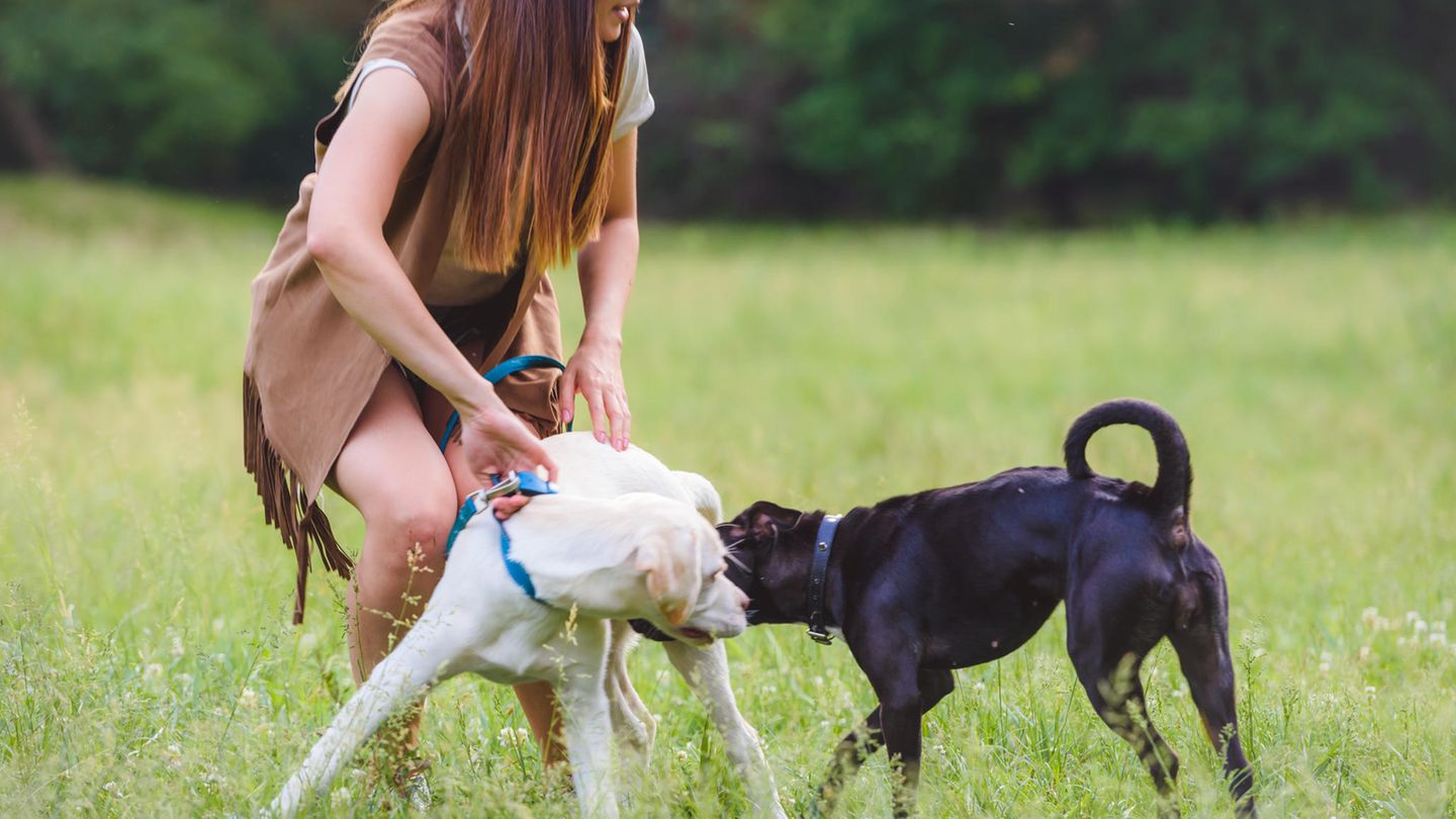 Wenn Hunde sich streiten - wie verhalte ich mich richtig?
